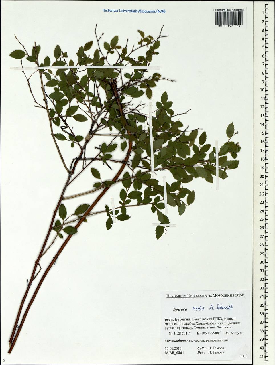 Spiraea media F. Schmidt, Siberia, Baikal & Transbaikal region (S4) (Russia)