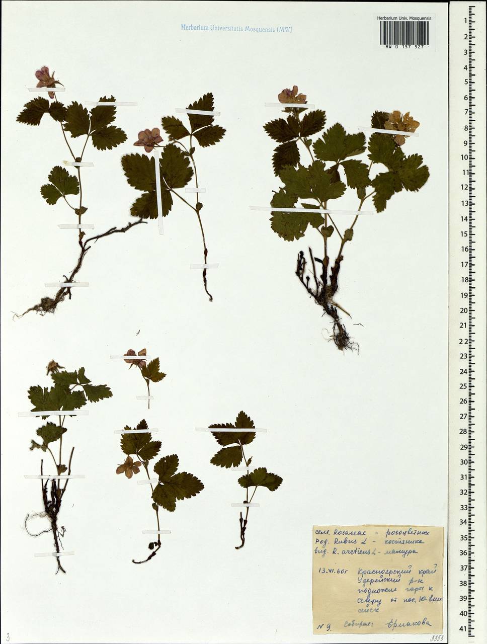 Rubus arcticus L., Siberia, Central Siberia (S3) (Russia)