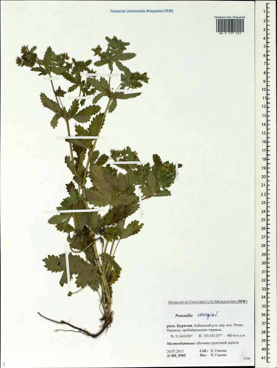 Potentilla norvegica L., Siberia, Baikal & Transbaikal region (S4) (Russia)