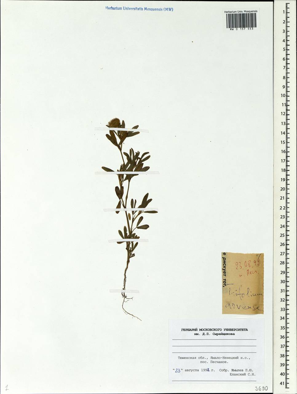 Trifolium arvense L., Siberia, Western Siberia (S1) (Russia)