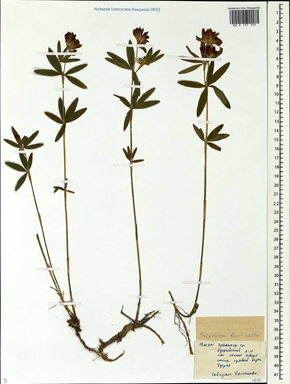 Trifolium lupinaster L., Siberia, Central Siberia (S3) (Russia)