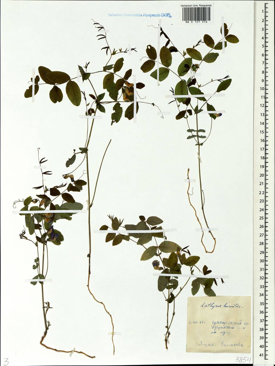 Lathyrus humilis (Ser.)Spreng., Siberia, Central Siberia (S3) (Russia)