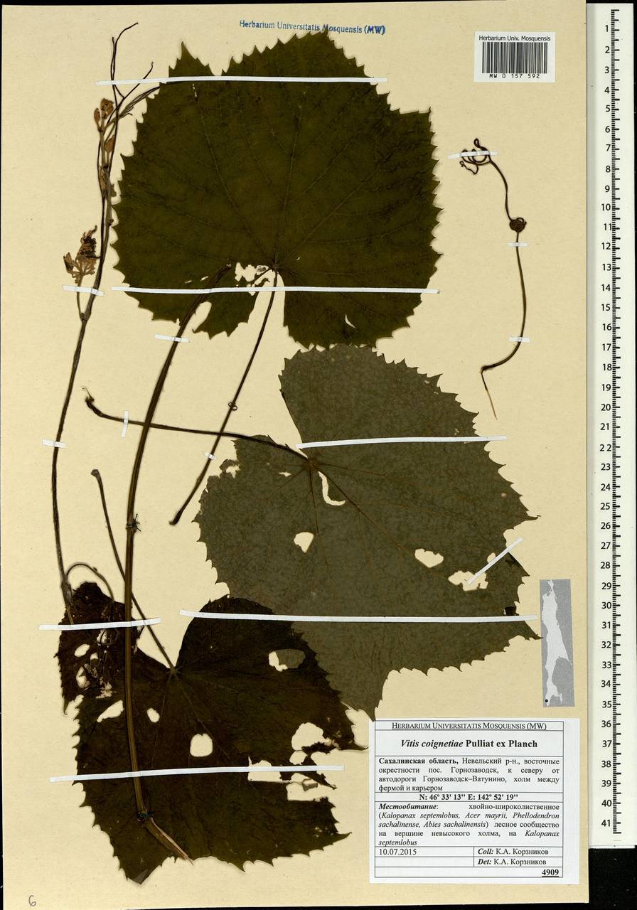 Vitis coignetiae Pulliat ex Planch., Siberia, Russian Far East (S6) (Russia)