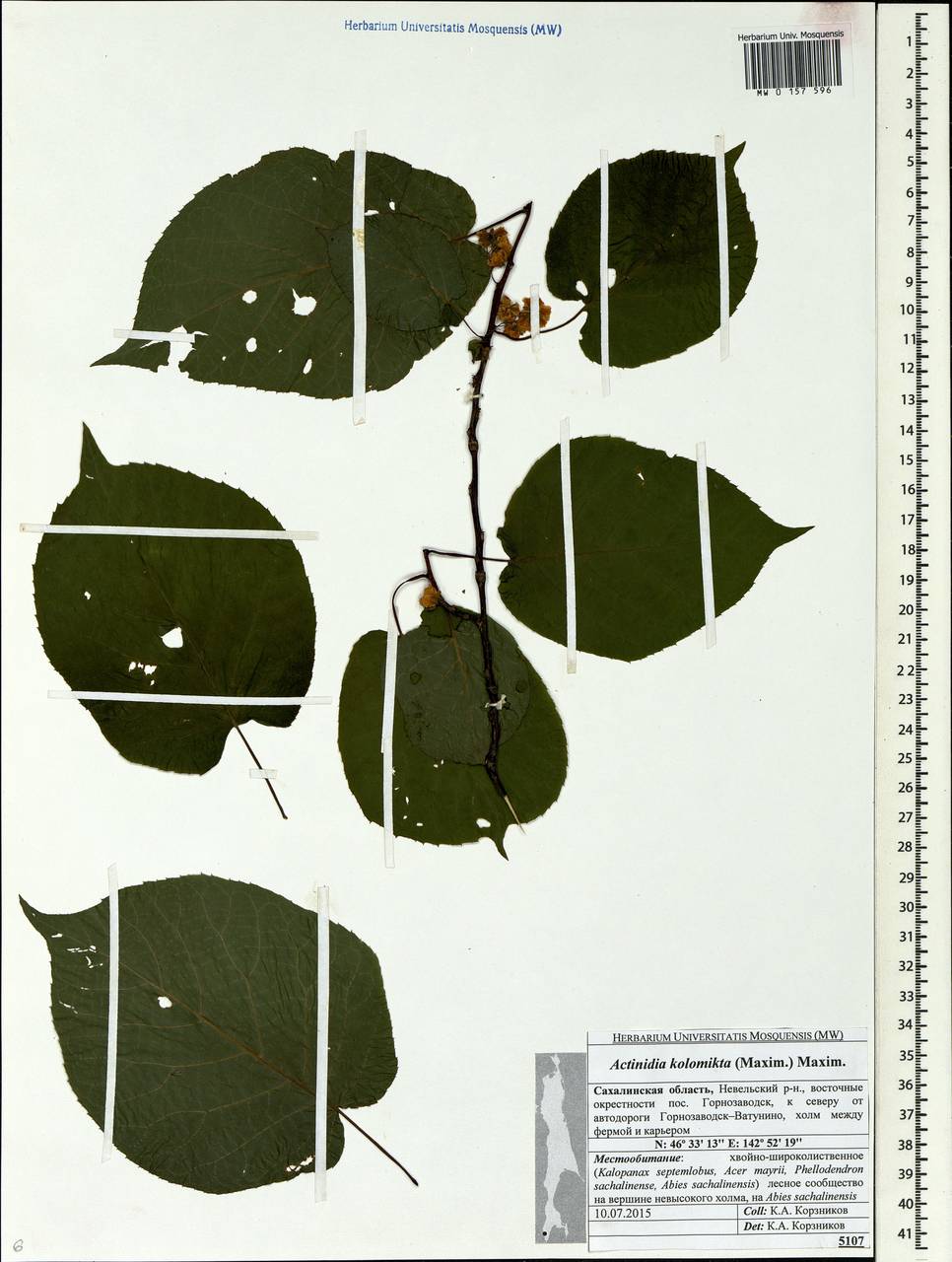 Actinidia kolomikta (Maxim. & Rupr.) Maxim., Siberia, Russian Far East (S6) (Russia)