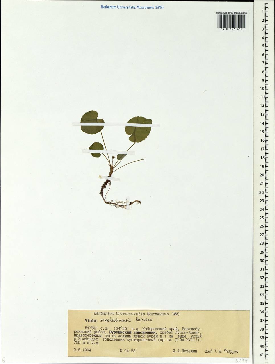 Viola sacchalinensis H. Boissieu, Siberia, Russian Far East (S6) (Russia)