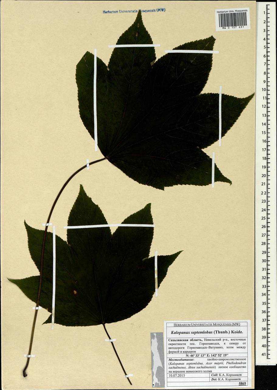 Kalopanax septemlobus (Thunb.) Koidz., Siberia, Russian Far East (S6) (Russia)