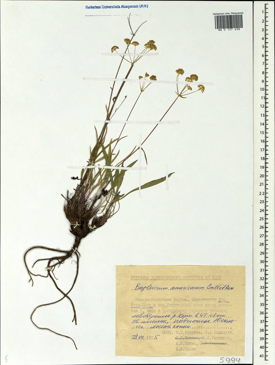 Bupleurum americanum J. M. Coult. & Rose, Siberia, Yakutia (S5) (Russia)