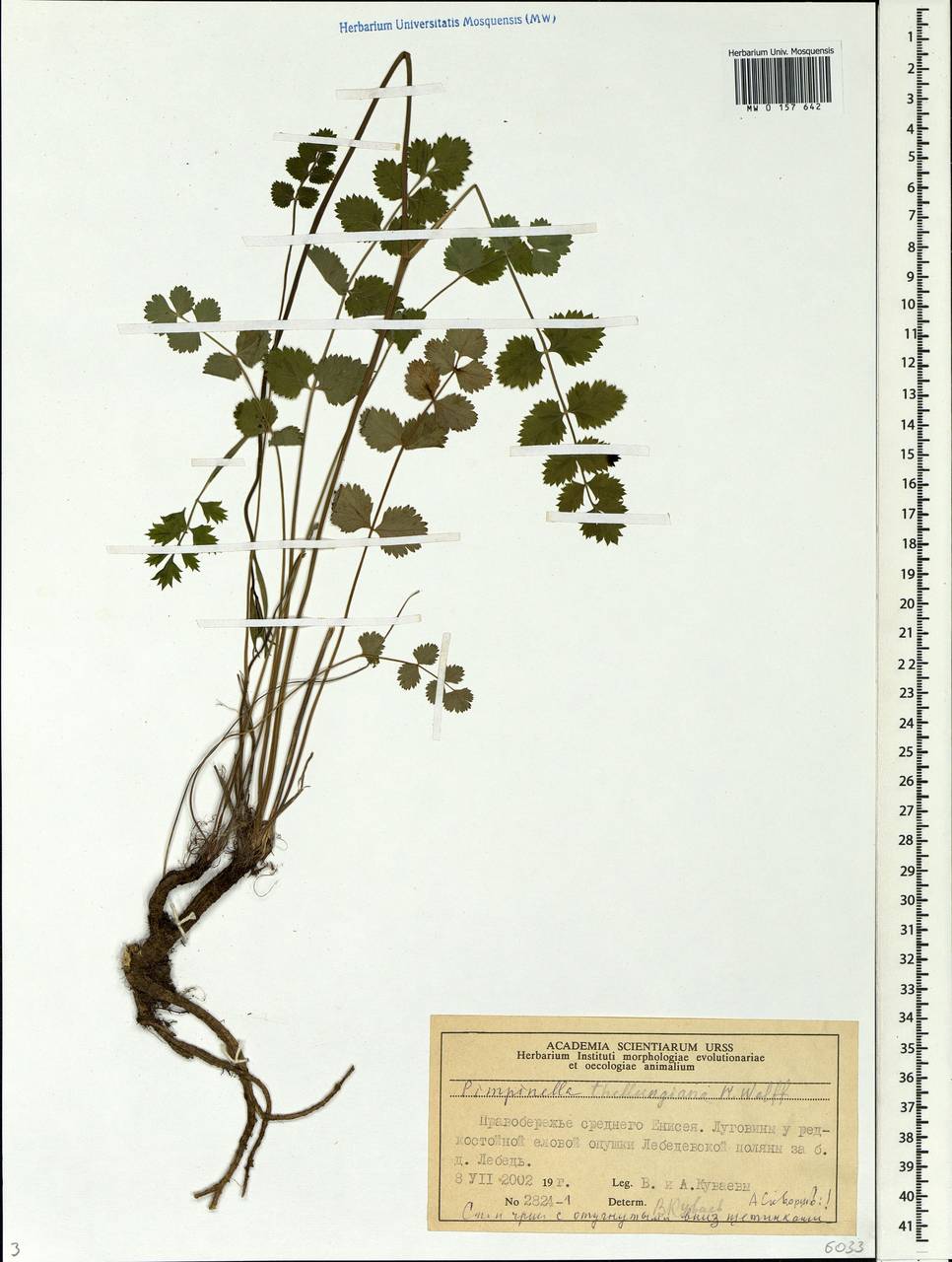 Pimpinella thellungiana H. Wolff, Siberia, Central Siberia (S3) (Russia)