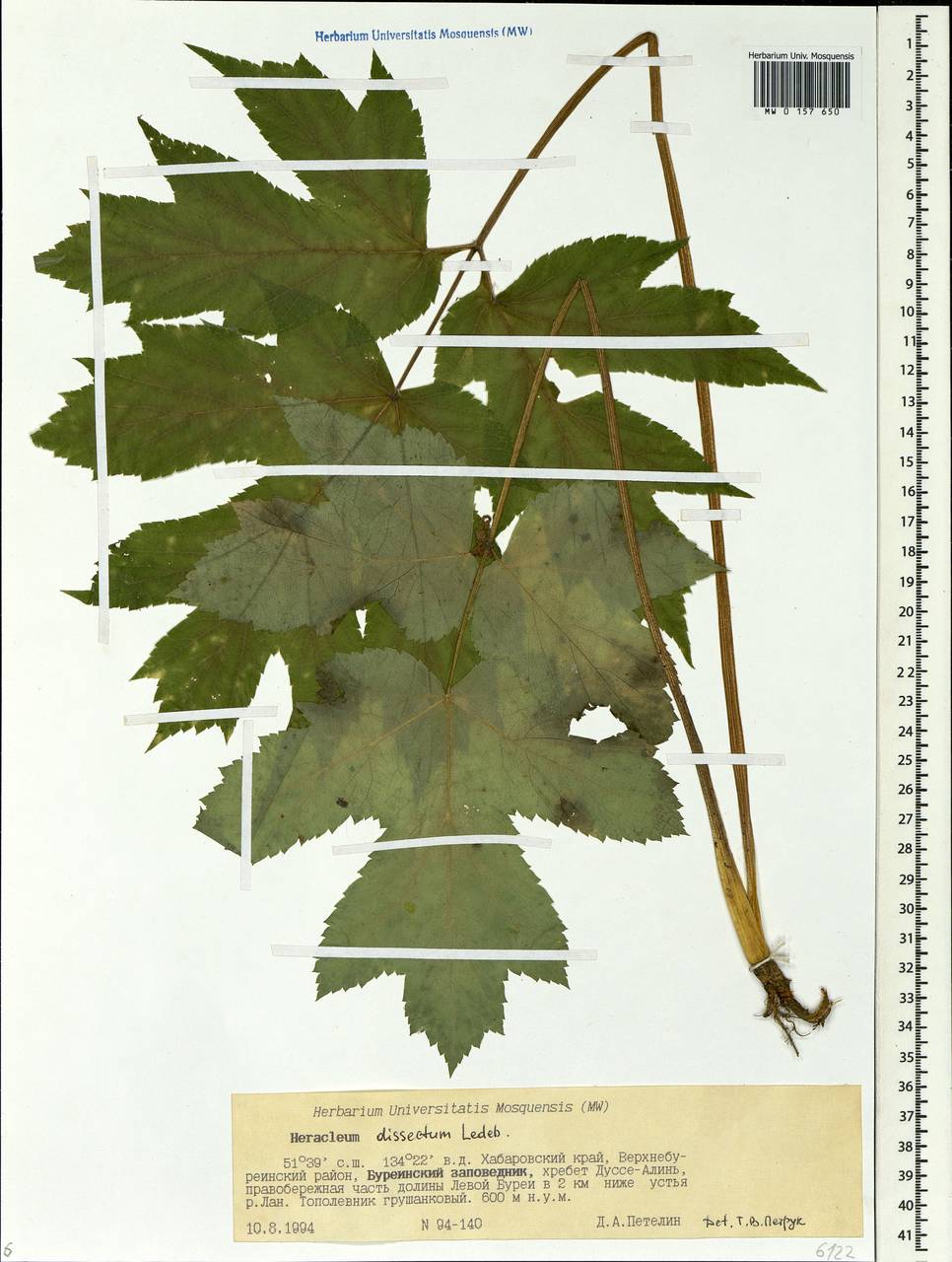 Heracleum dissectum Ledeb., Siberia, Russian Far East (S6) (Russia)