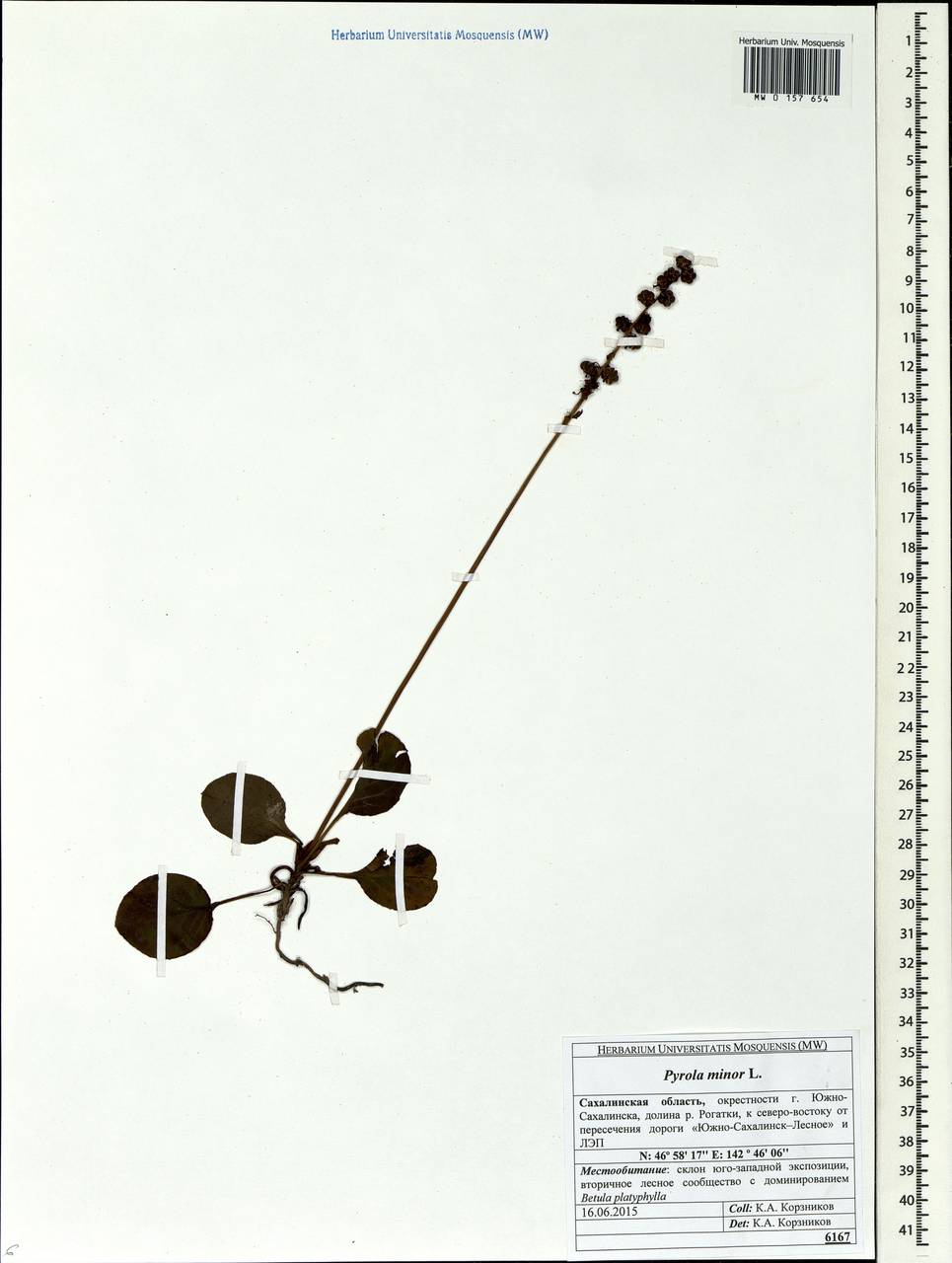 Pyrola minor L., Siberia, Russian Far East (S6) (Russia)