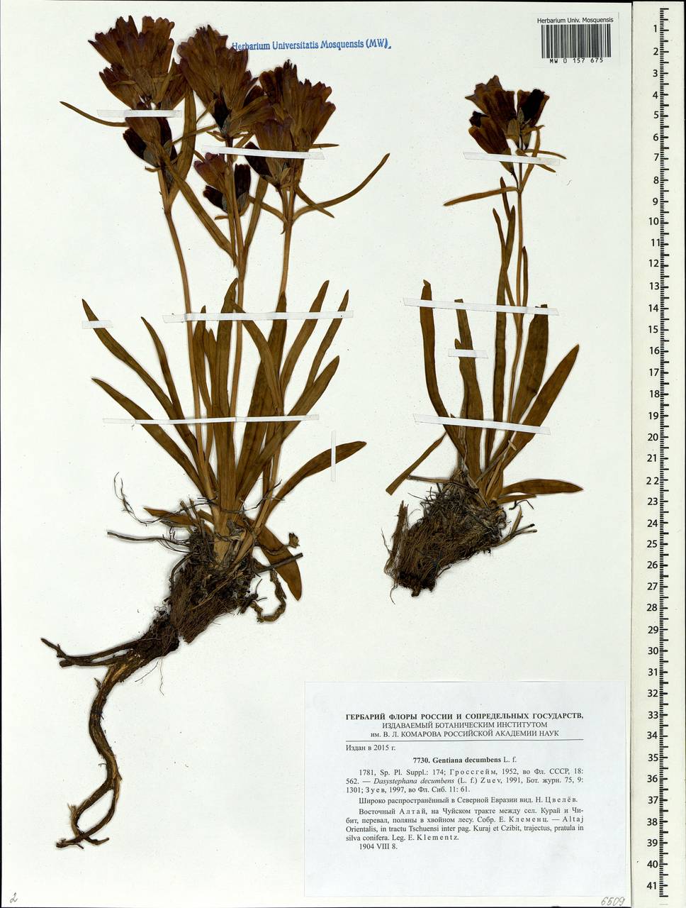 Gentiana decumbens L. fil., Siberia, Altai & Sayany Mountains (S2) (Russia)