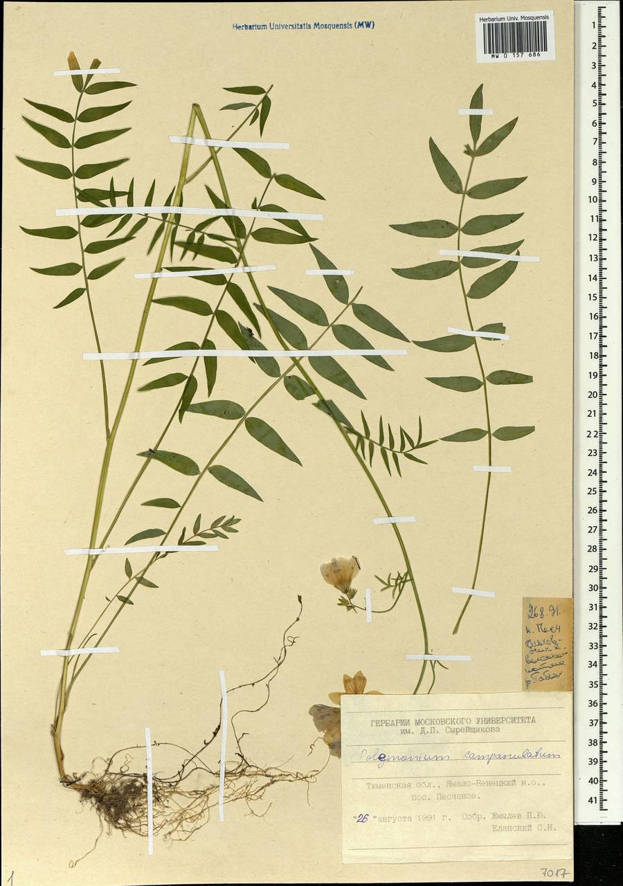 Polemonium caeruleum subsp. campanulatum Th. Fr., Siberia, Western Siberia (S1) (Russia)