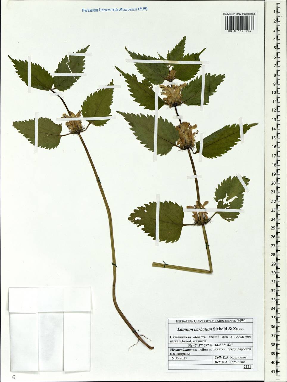 Lamium album subsp. barbatum (Siebold & Zucc.) Mennema, Siberia, Russian Far East (S6) (Russia)