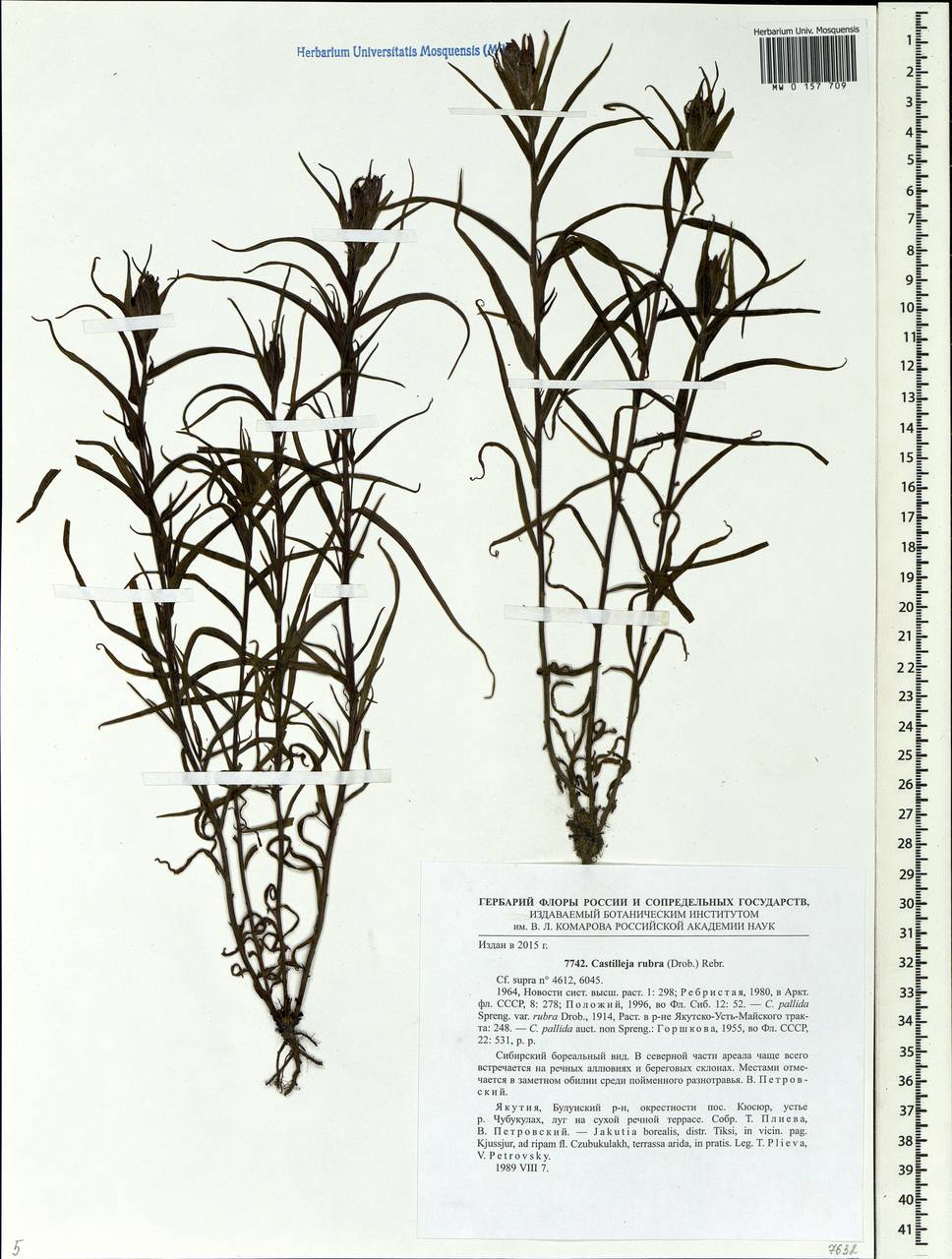 Castilleja rubra (Drob.) Rebr., Siberia, Yakutia (S5) (Russia)