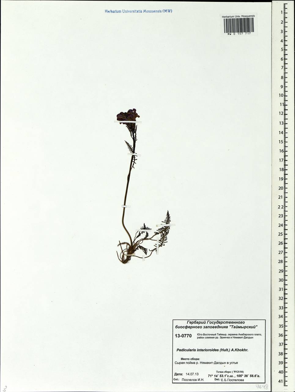Pedicularis interior (Hultén) Molau & D. F. Murray, Siberia, Central Siberia (S3) (Russia)
