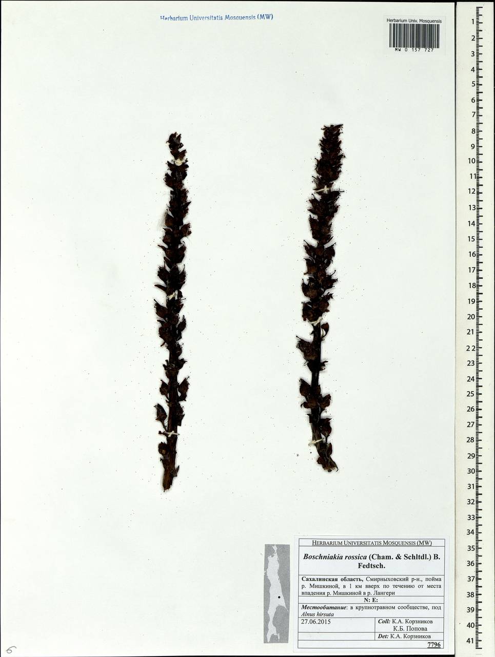 Boschniakia rossica (Cham. & Schlecht) B. Fedtsch., Siberia, Russian Far East (S6) (Russia)