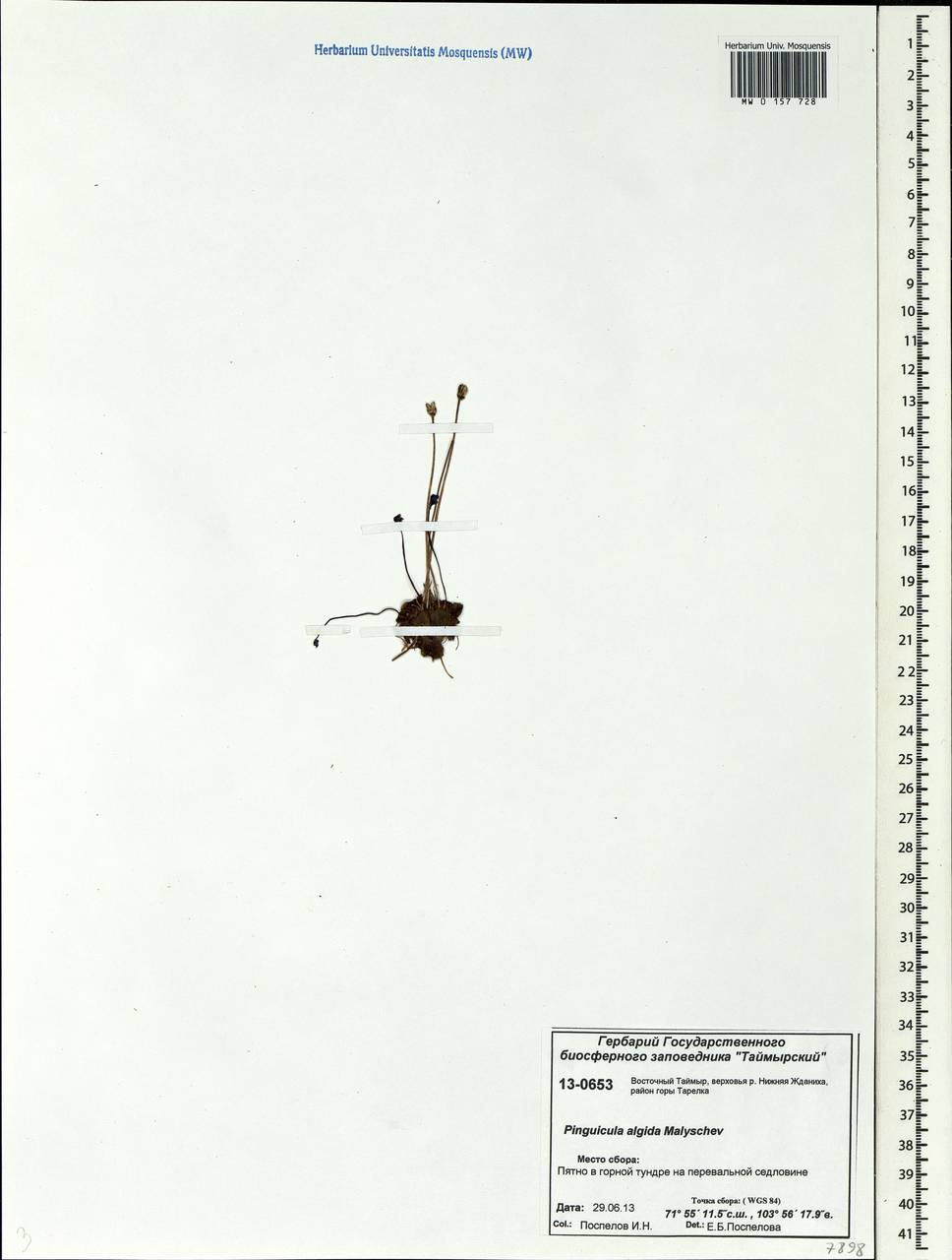 Pinguicula algida Malyschev, Siberia, Central Siberia (S3) (Russia)