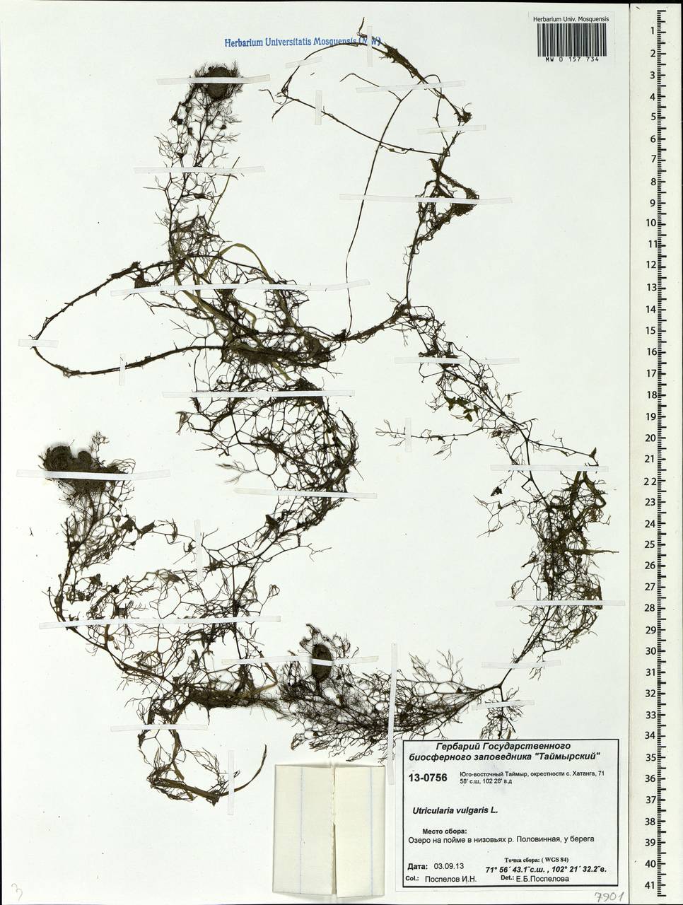 Utricularia vulgaris L., Siberia, Central Siberia (S3) (Russia)