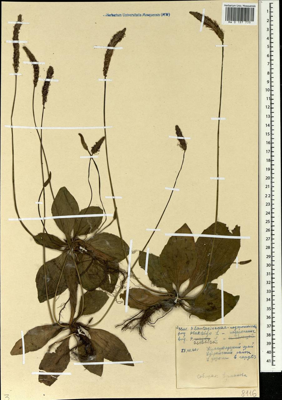 Plantago asiatica L., Siberia, Central Siberia (S3) (Russia)