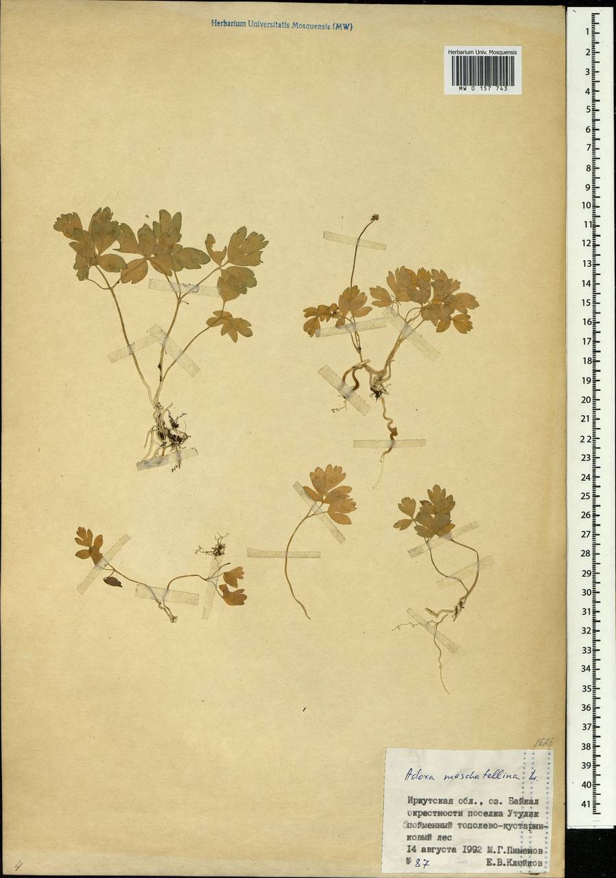 Adoxa moschatellina L., Siberia, Baikal & Transbaikal region (S4) (Russia)