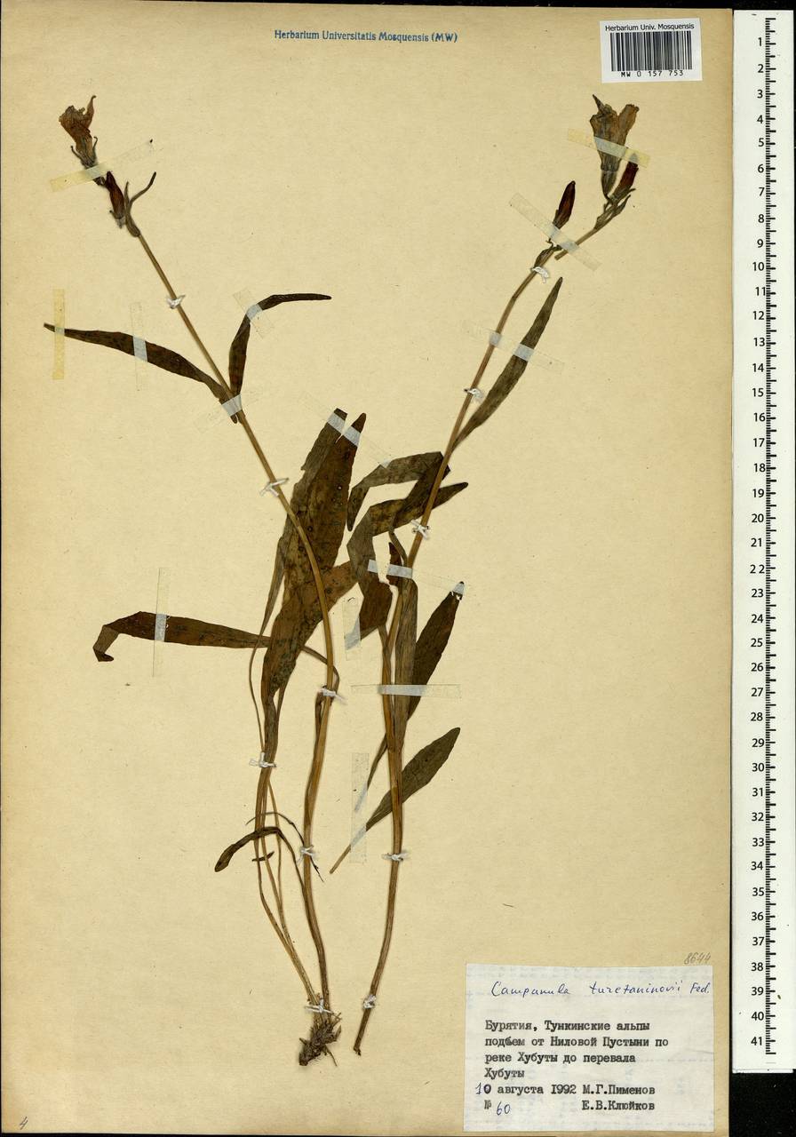 Campanula stevenii subsp. turczaninovii (Fed.) Victorov, Siberia, Baikal & Transbaikal region (S4) (Russia)