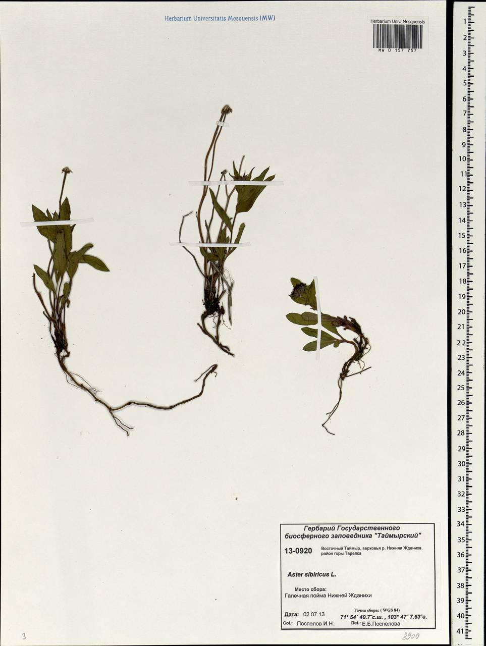 Eurybia sibirica subsp. sibirica, Siberia, Central Siberia (S3) (Russia)