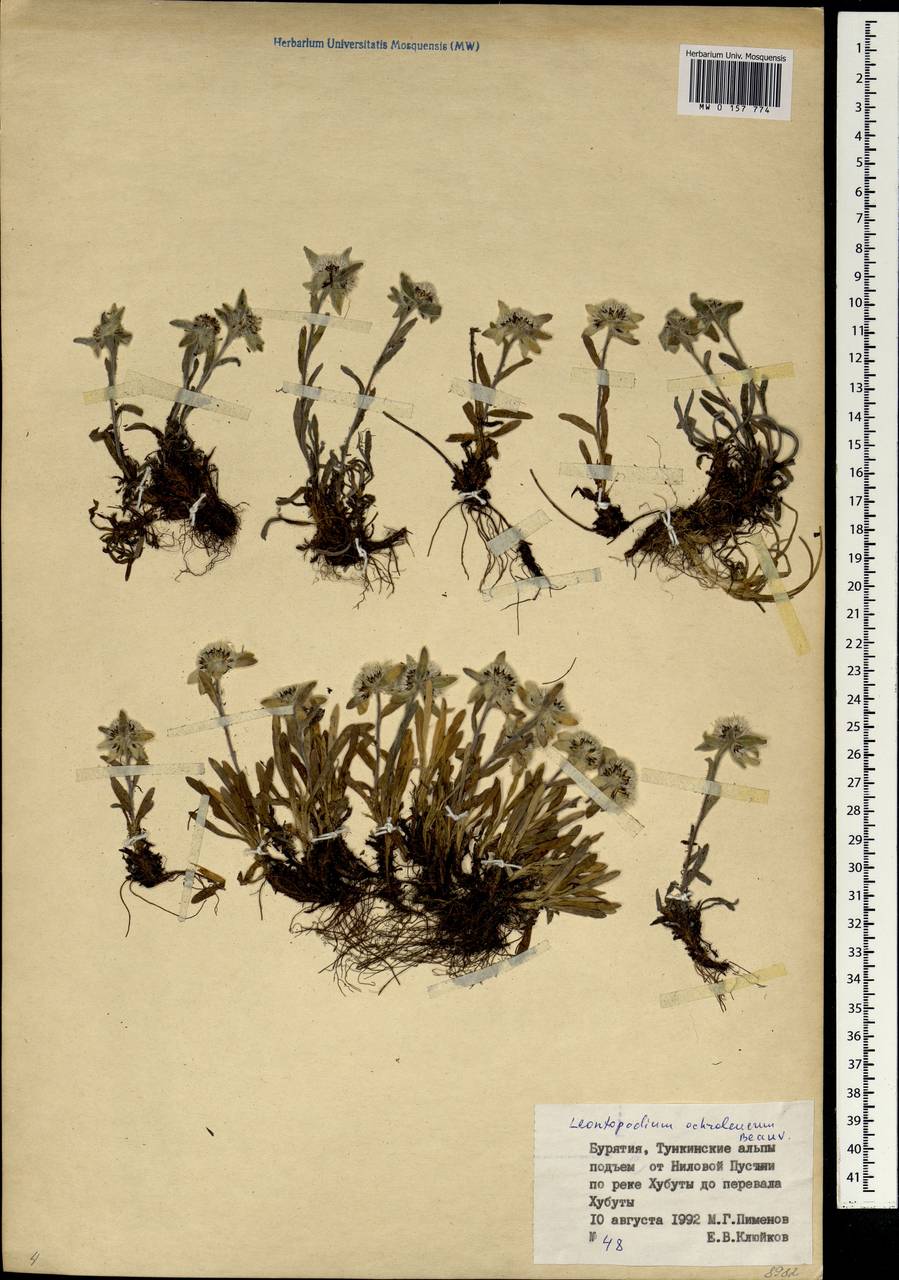 Leontopodium leontopodinum (DC.) Hand.-Mazz., Siberia, Baikal & Transbaikal region (S4) (Russia)