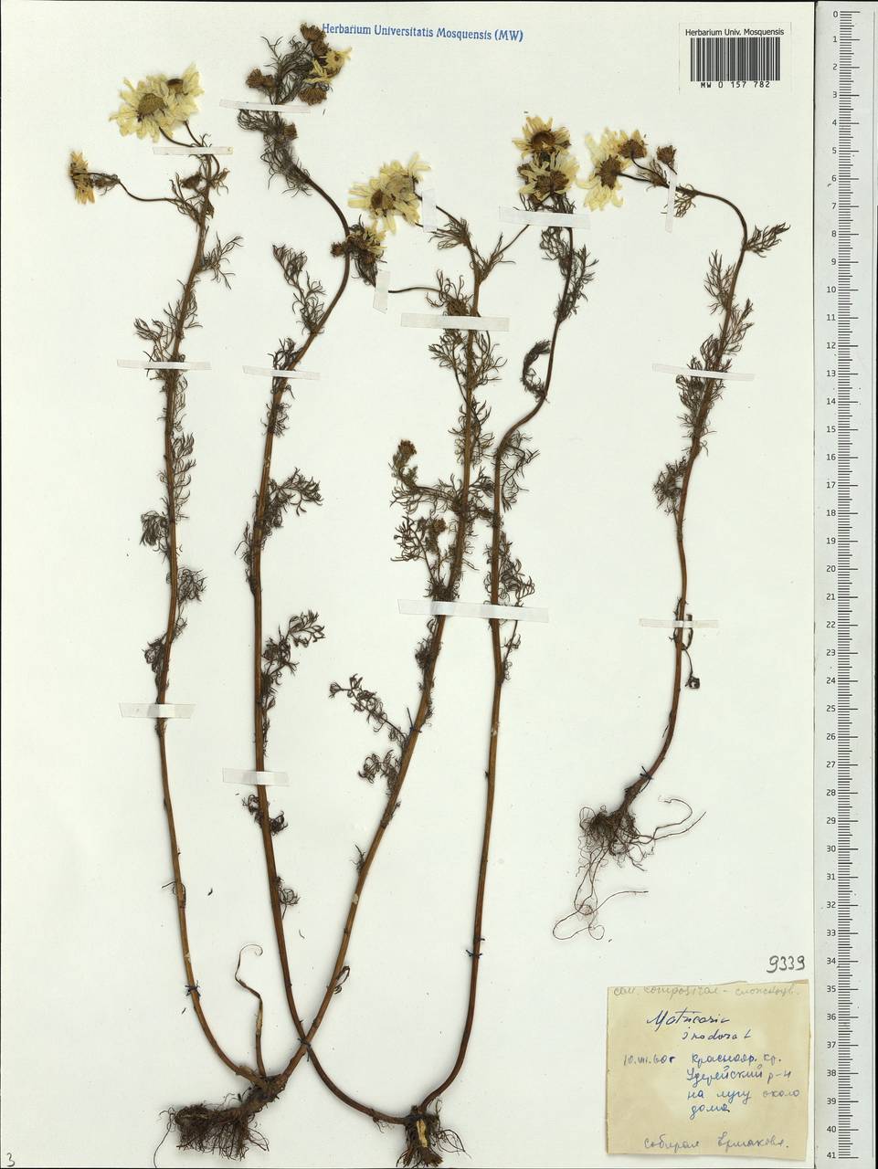 Tripleurospermum inodorum (L.) Sch.-Bip, Siberia, Central Siberia (S3) (Russia)