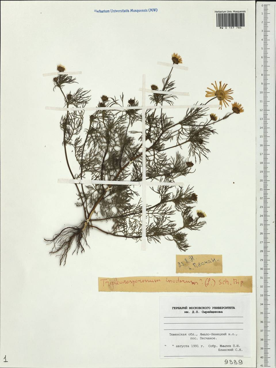 Tripleurospermum inodorum (L.) Sch.-Bip, Siberia, Western Siberia (S1) (Russia)