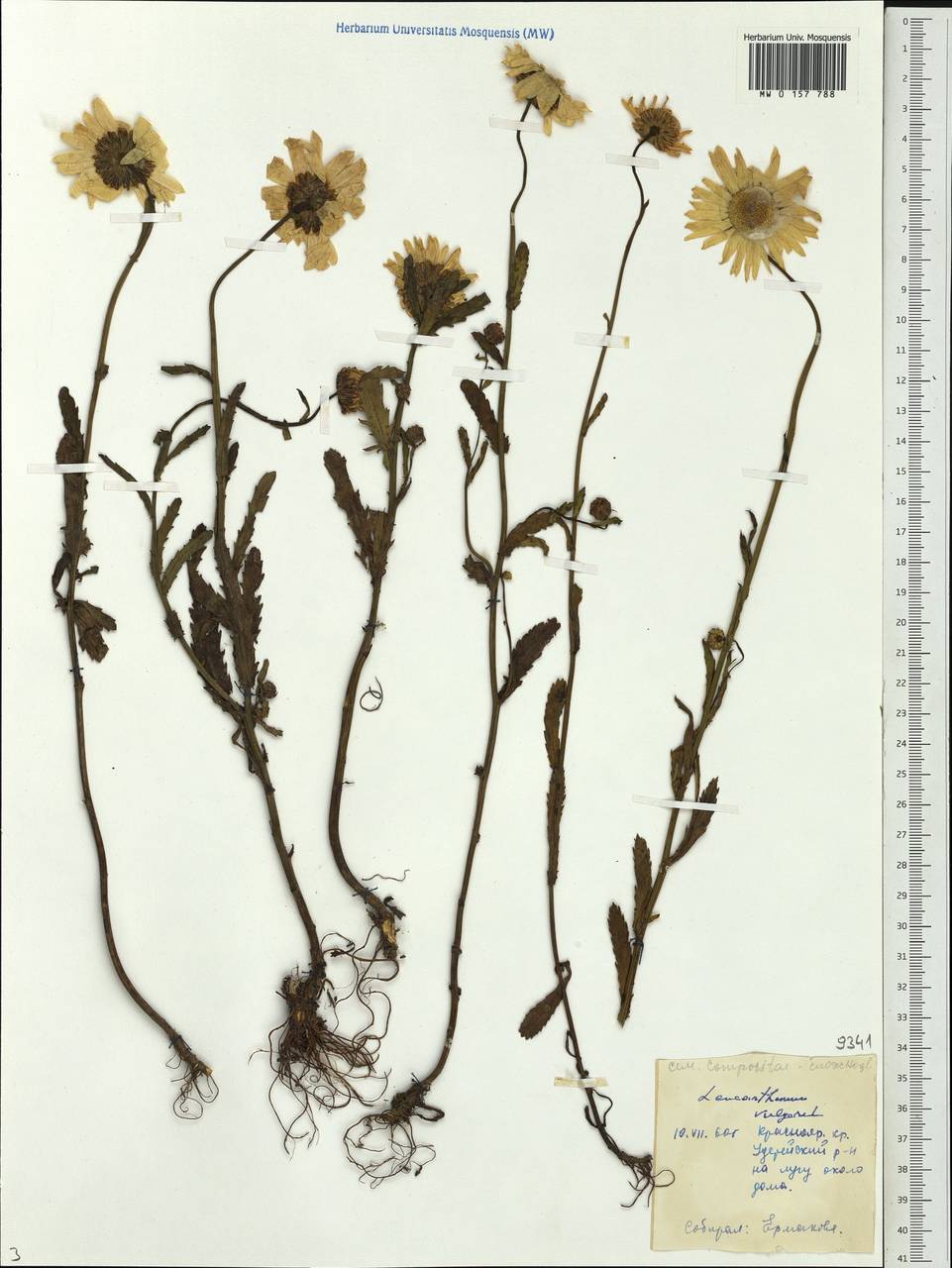 Leucanthemum vulgare Lam., Siberia, Central Siberia (S3) (Russia)