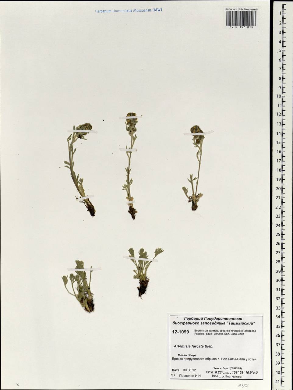 Artemisia furcata M. Bieb., Siberia, Central Siberia (S3) (Russia)