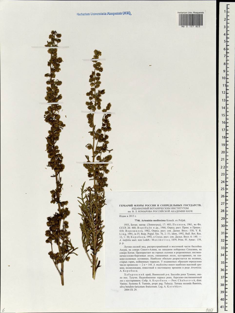 Artemisia medioxima Krasch. ex Poljakov, Siberia, Russian Far East (S6) (Russia)