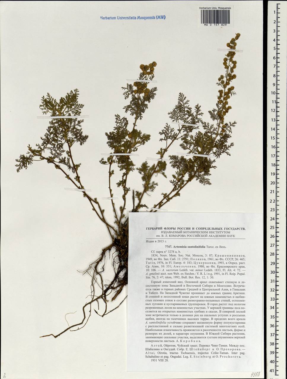 Artemisia stechmanniana Besser, Siberia, Altai & Sayany Mountains (S2) (Russia)