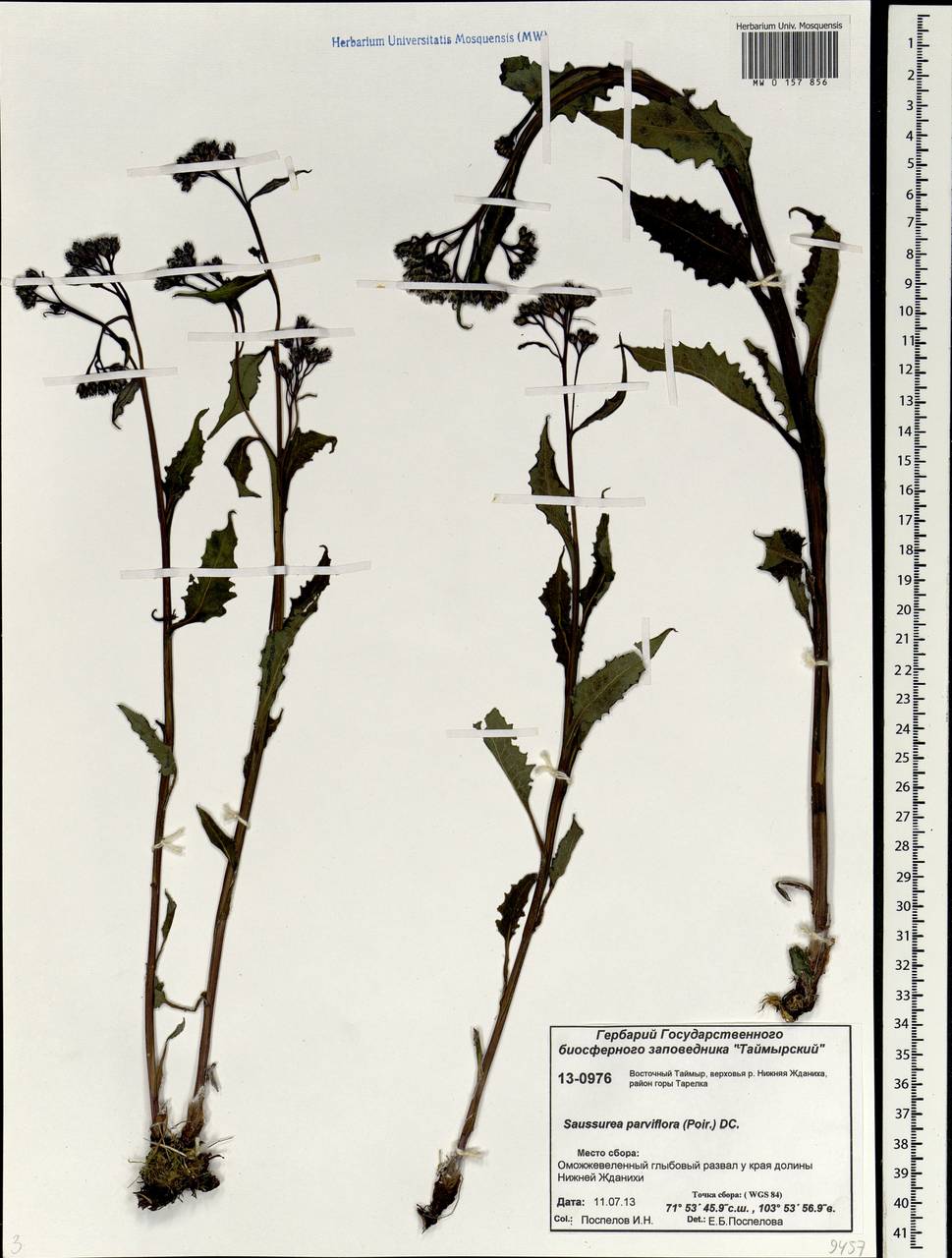 Saussurea parviflora (Poir.) DC., Siberia, Central Siberia (S3) (Russia)