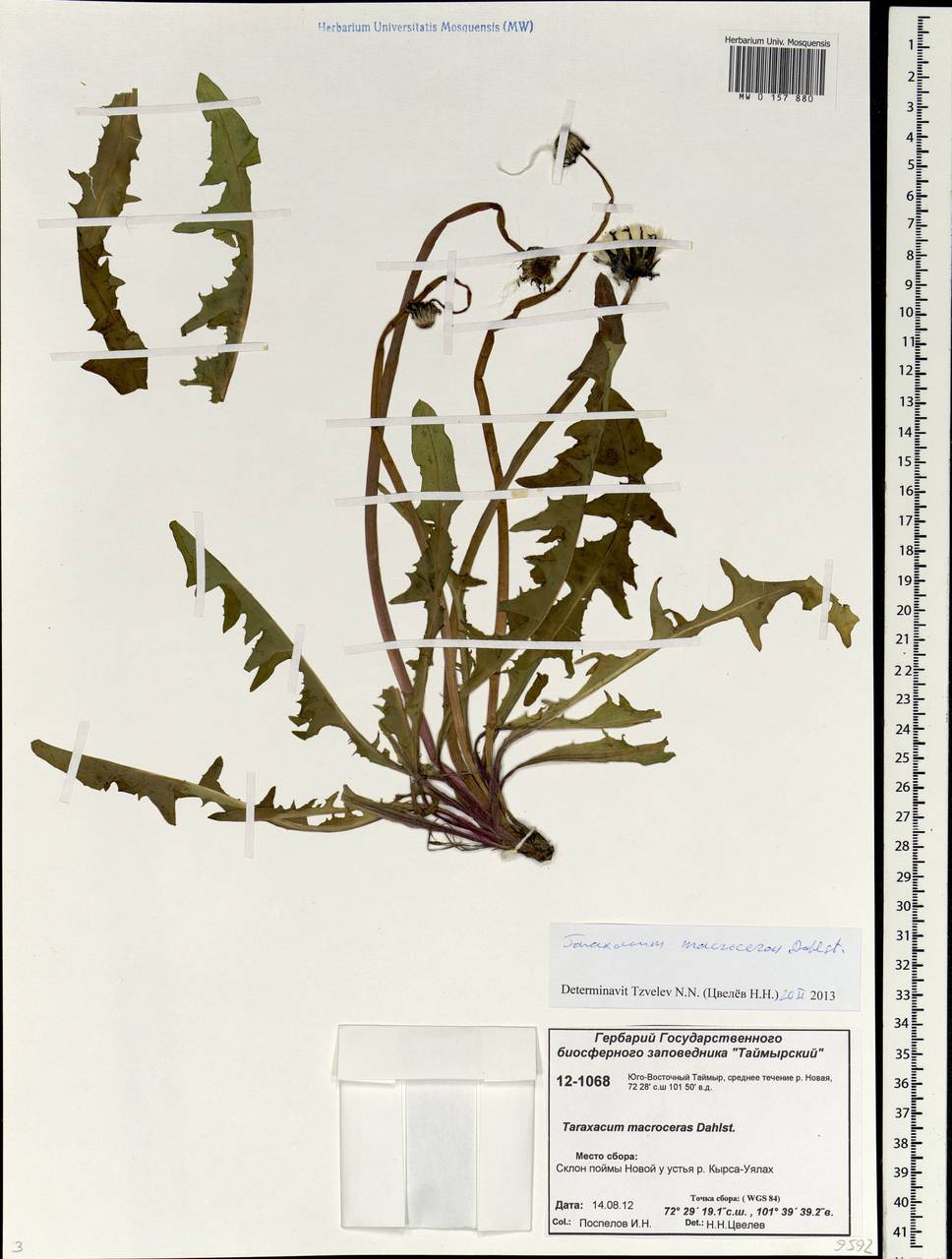 Taraxacum macroceras Dahlst., Siberia, Central Siberia (S3) (Russia)