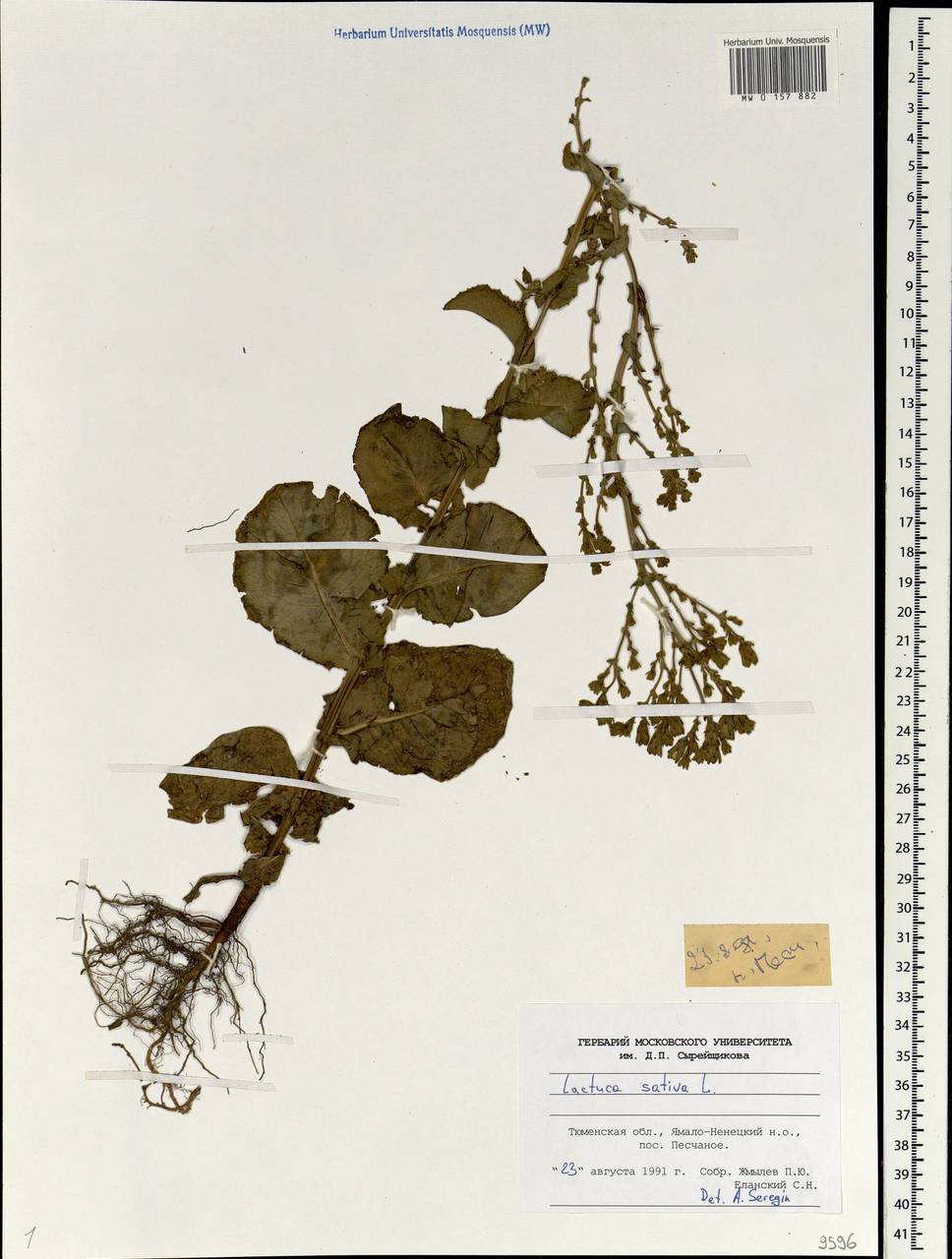 Lactuca sativa L., Siberia, Western Siberia (S1) (Russia)