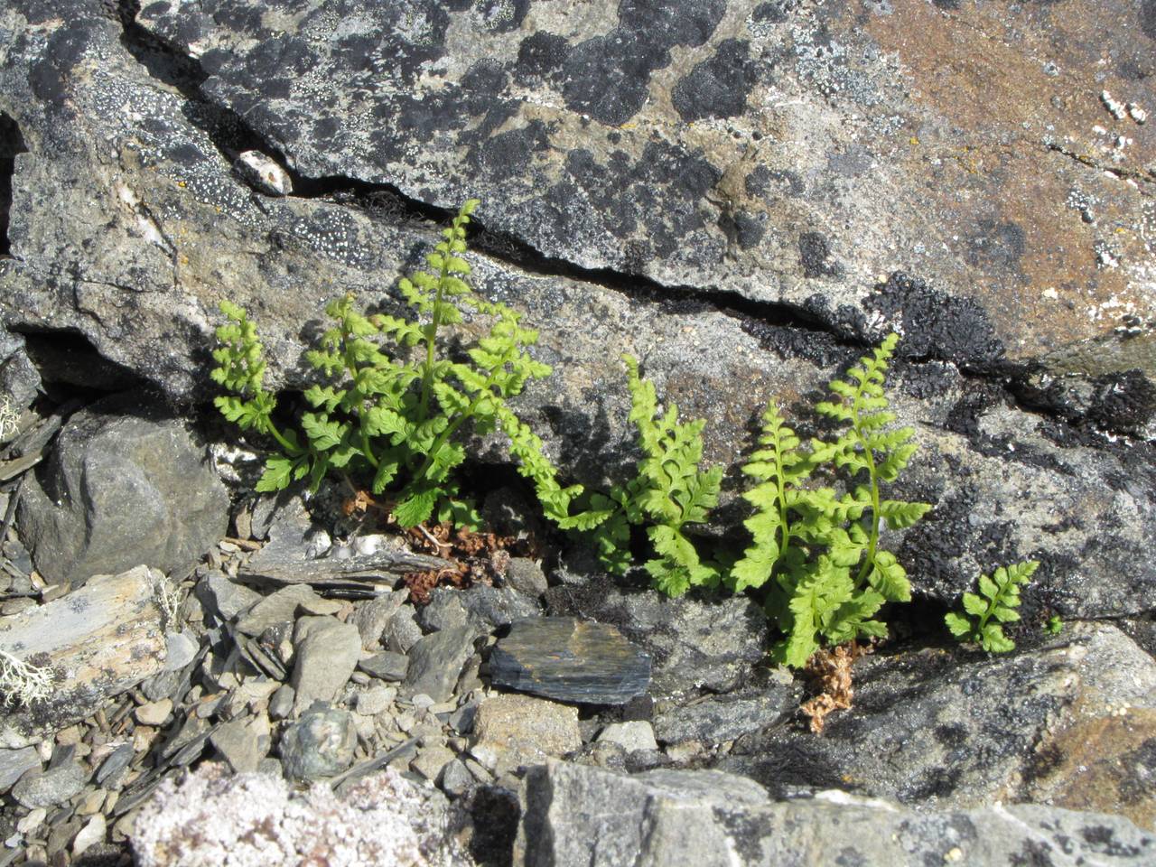 Cystopteris dickieana R. Sim, Siberia, Chukotka & Kamchatka (S7) (Russia)