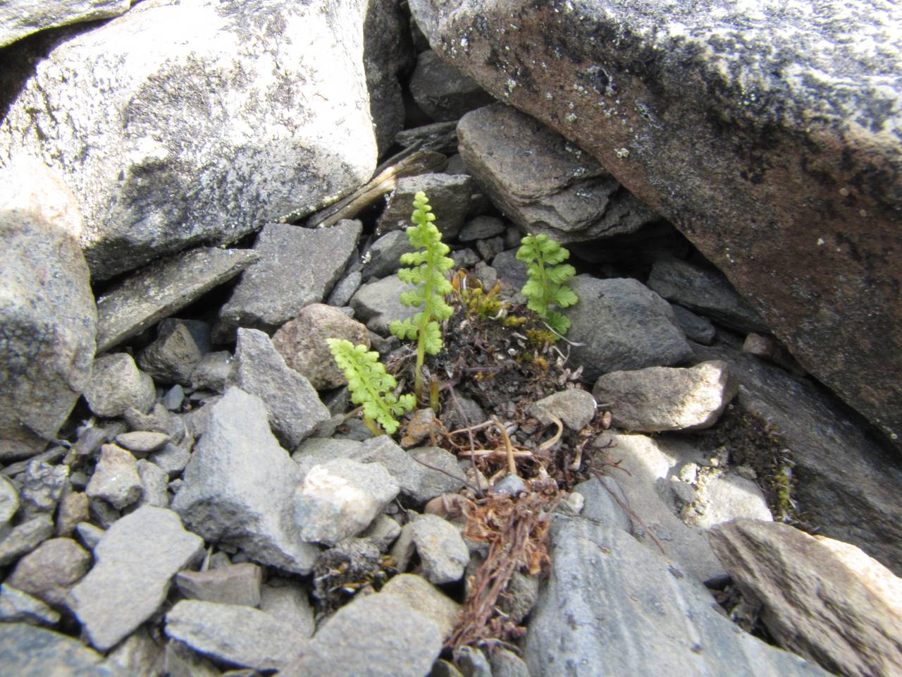 Cystopteris dickieana R. Sim, Siberia, Chukotka & Kamchatka (S7) (Russia)