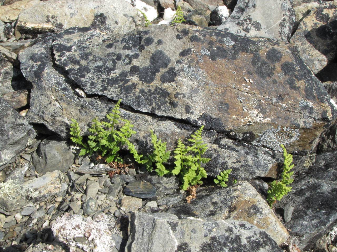 Cystopteris dickieana R. Sim, Siberia, Chukotka & Kamchatka (S7) (Russia)