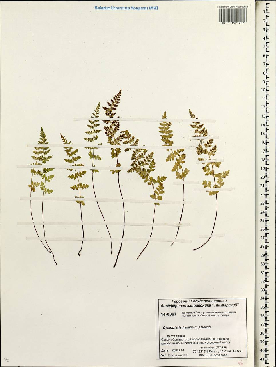 Cystopteris fragilis (L.) Bernh., Siberia, Central Siberia (S3) (Russia)