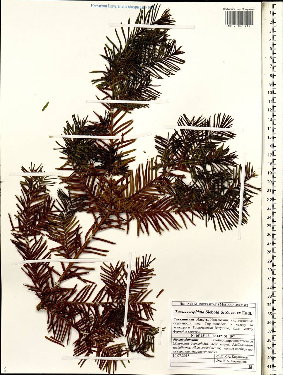 Taxus cuspidata Siebold & Zucc., Siberia, Russian Far East (S6) (Russia)