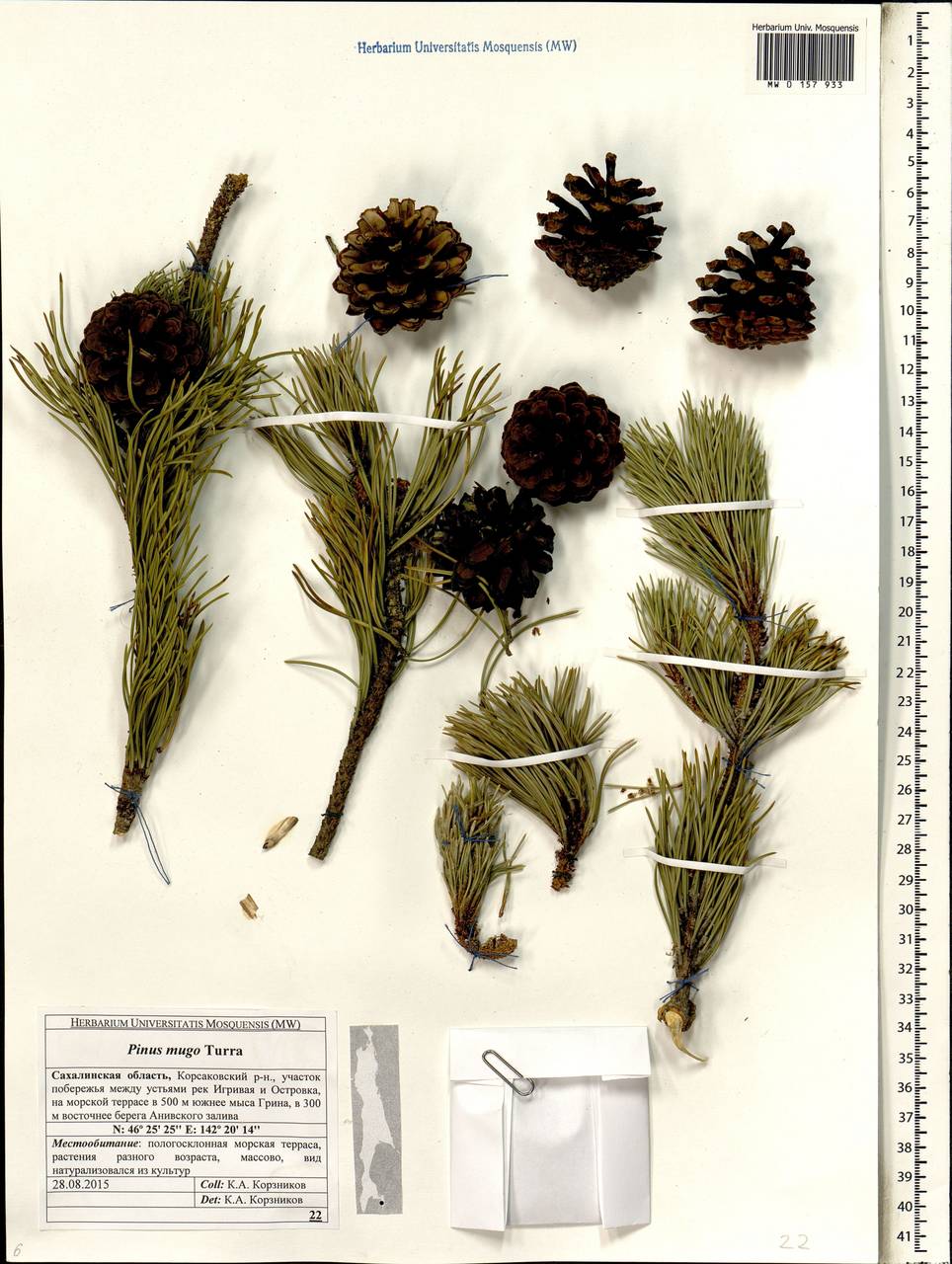 Pinus mugo Turra, Siberia, Russian Far East (S6) (Russia)