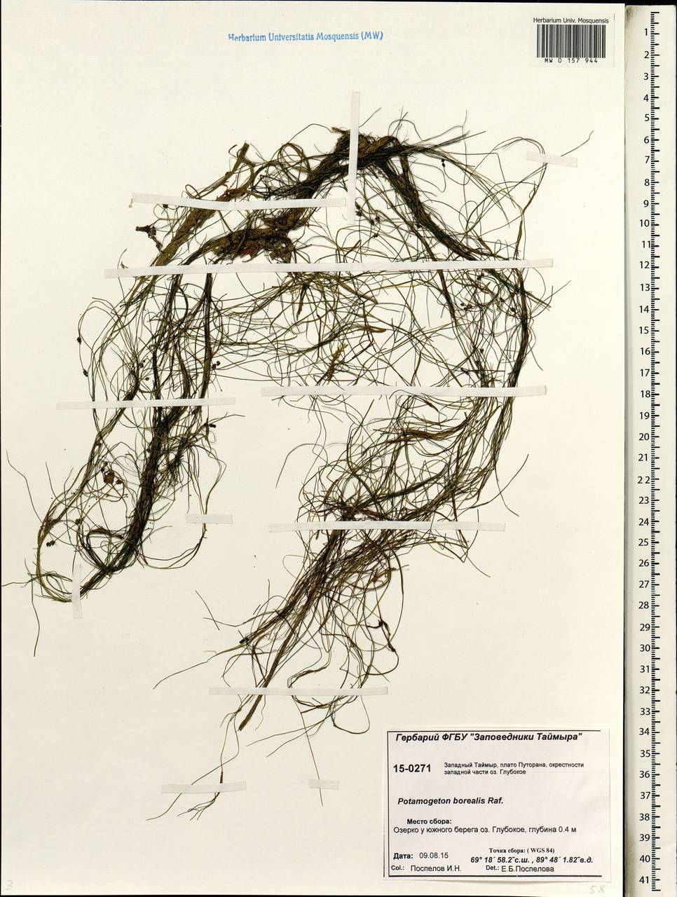 Stuckenia pectinata (L.) Börner, Siberia, Central Siberia (S3) (Russia)