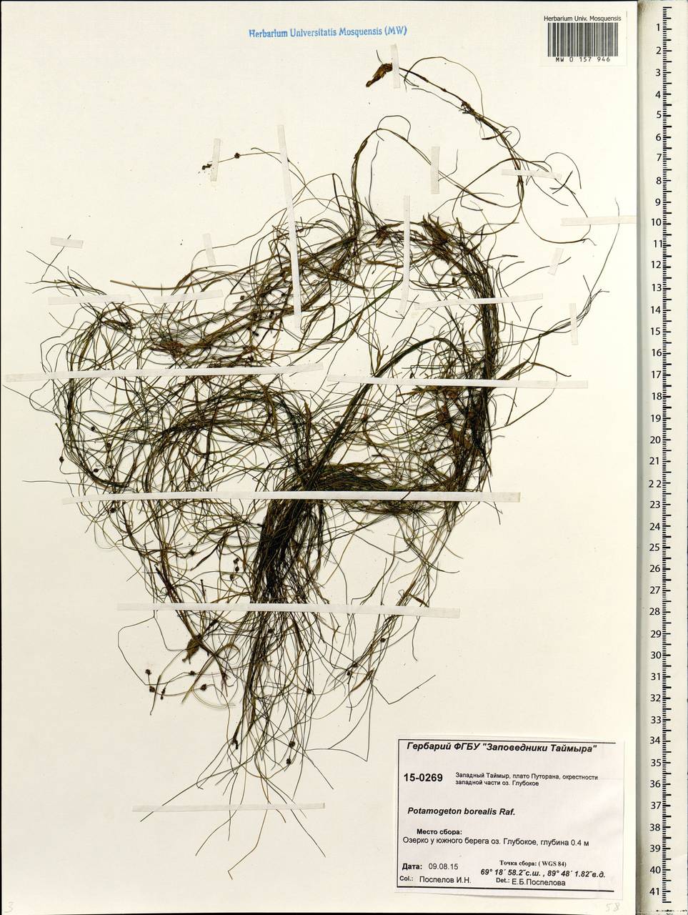 Stuckenia pectinata (L.) Börner, Siberia, Central Siberia (S3) (Russia)