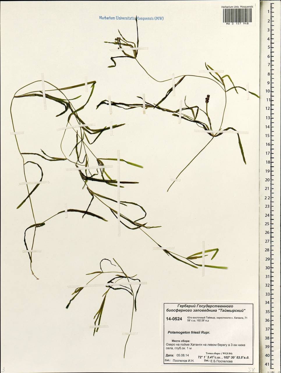 Potamogeton friesii Rupr., Siberia, Central Siberia (S3) (Russia)