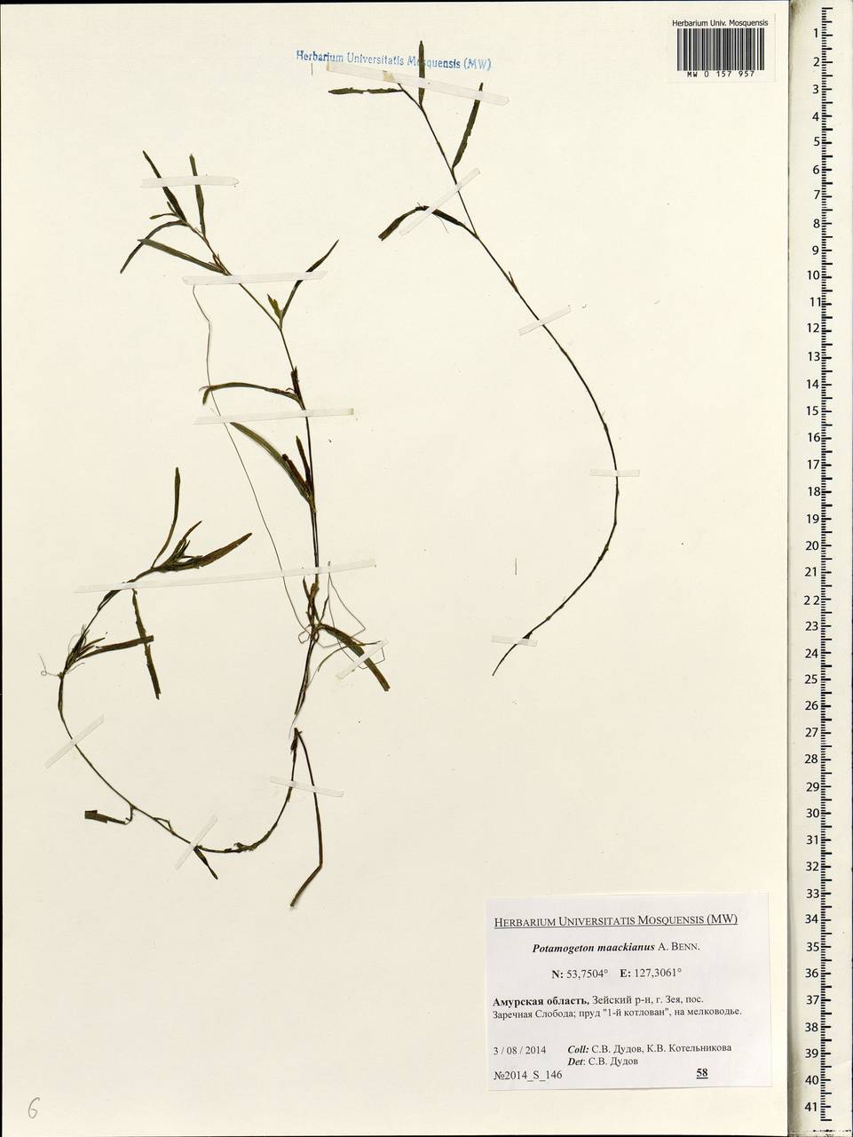 Potamogeton maackianus A.Benn., Siberia, Russian Far East (S6) (Russia)