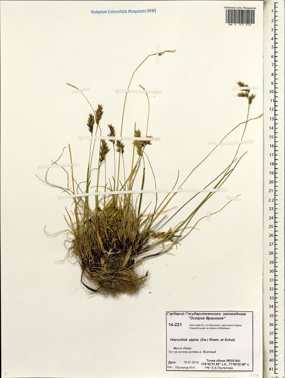 Anthoxanthum monticola (Bigelow) Veldkamp, Siberia, Chukotka & Kamchatka (S7) (Russia)
