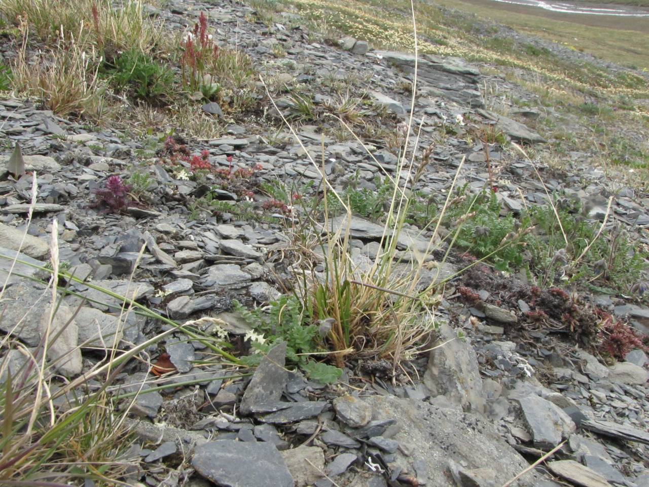 Anthoxanthum monticola (Bigelow) Veldkamp, Siberia, Chukotka & Kamchatka (S7) (Russia)