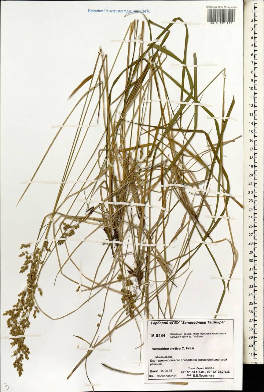 Anthoxanthum nitens (Weber) Y.Schouten & Veldkamp, Siberia, Central Siberia (S3) (Russia)