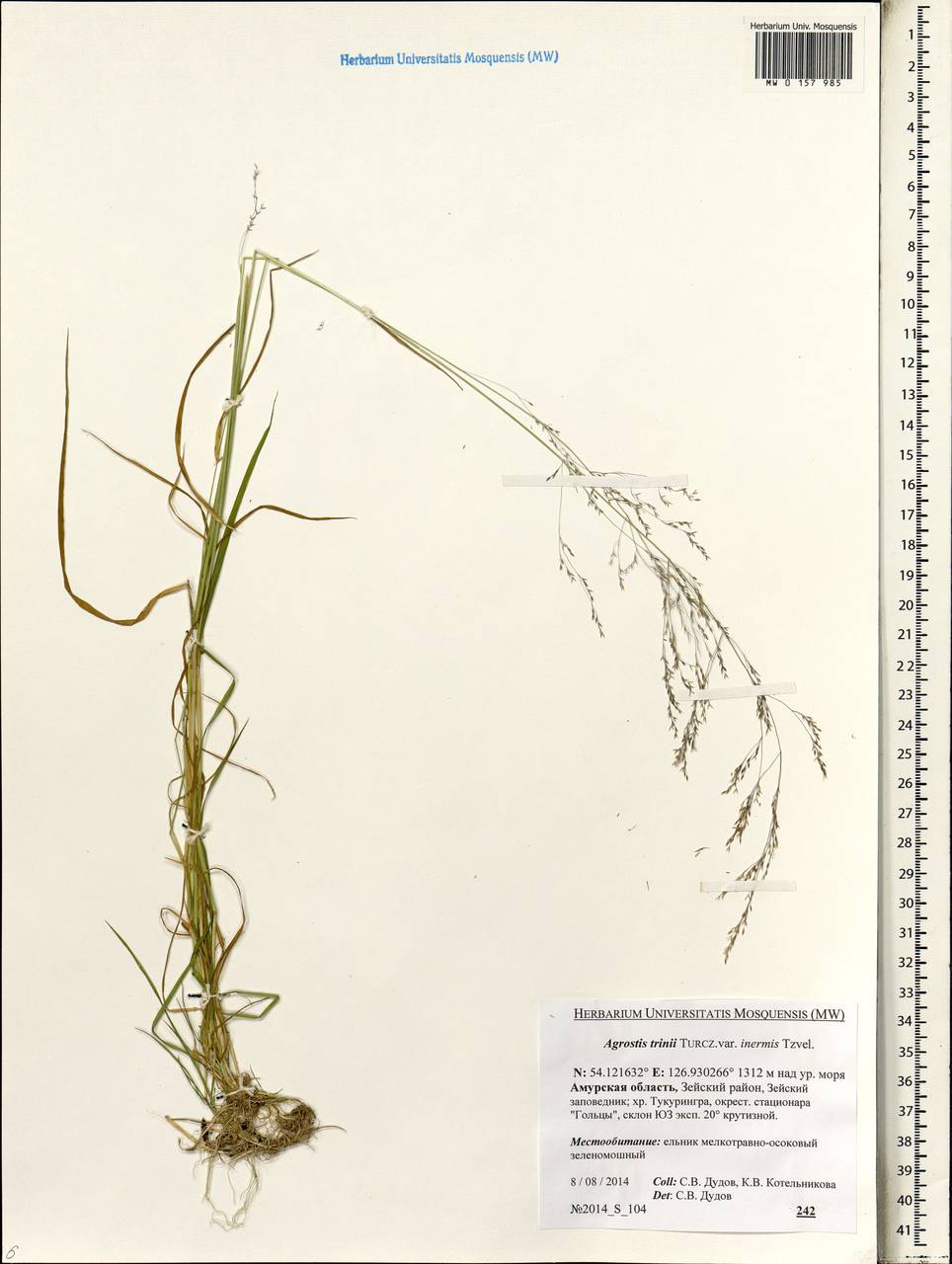 Agrostis vinealis Schreb., Siberia, Russian Far East (S6) (Russia)